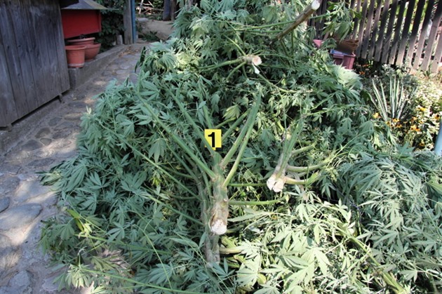 Policisté sklidili na pozemku v jedné obci na Perovsku deset rostlin marihuany.