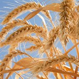 Vědci rozluštili gen pšenice.