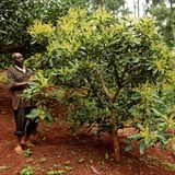 Farm Simon Kimani z centrln Keni peel na pstovn avokda z pvodn kvy.