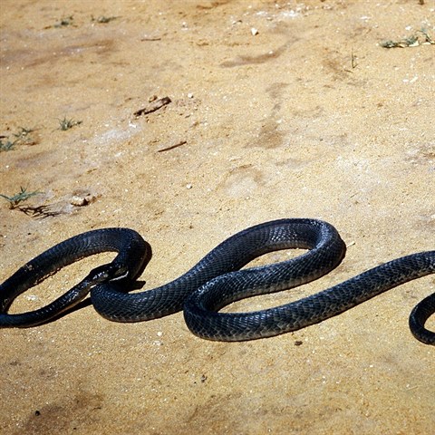 Mamba ern je jeden z nejjedovatjch had.