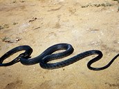 Mamba erná je jeden z nejjedovatjích had.