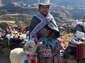 Tradiní peruánská ena s lamou alpakou