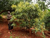 Farmá Simon Kimani z centrální Keni peel na pstování avokáda z pvodní kávy.