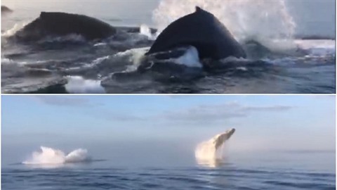 Velryby poskytly pihlíejícím kouzelný záitek.