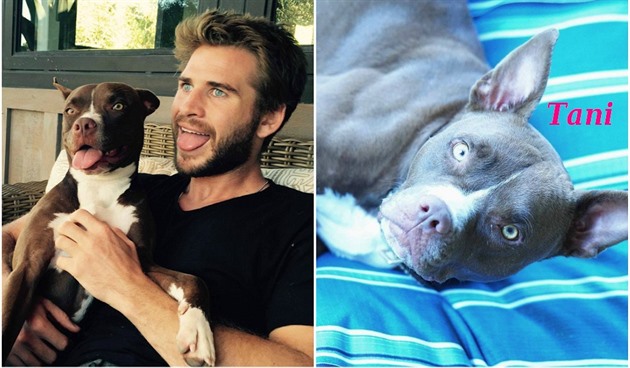 Liam Hemsworth