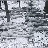 Těla šestadvaceti umučených a zavražděných polských občanů v Polovci.