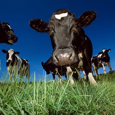 Zelen trvy si stda krav v Evrop toto lto moc neuila.