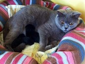 Ornella tvrdí, že její matka se nemilosrdně zbavila jejich koček.