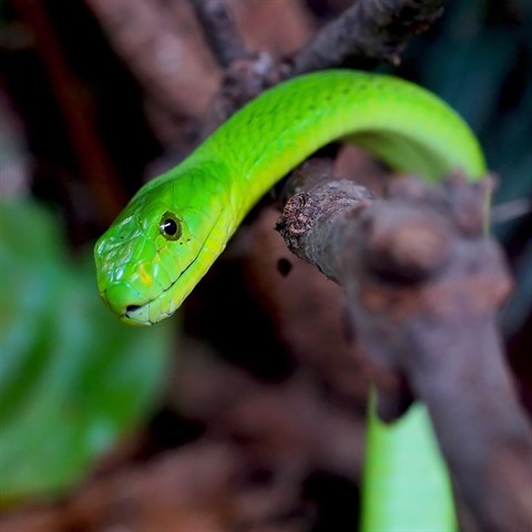 Mamba zelen je smrteln jedovat had.