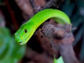 Mamba zelená je smrteln jedovatý had.