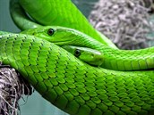 Mamba zelená je smrteln jedovatý had.