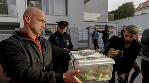 Podle herpetologa Tomáe Bublíka se stav mamby zelené zlepuje, vyhráno ale...