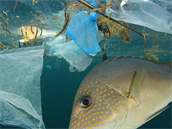 Oceány jsou plast plné. Od velkých kus a po mikroástice.