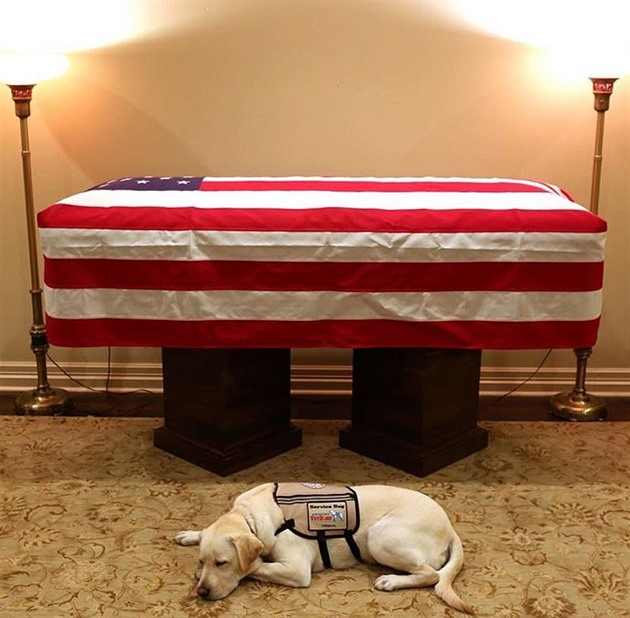 Pes exprezidenta Bushe velmi miloval.