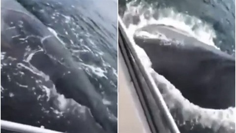 Lidé zavolali polici na velryby, které ohroovali jejich lo.