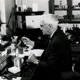 Alexander Fleming v akci. Prv ve sv laboratoi v londnsk nemocnici svat...