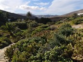 Fuerteventura je sice suí ne okolní ostrovy, úpln bez vegetace ale není.