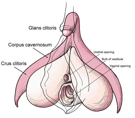 9 úžasných a zajímavých faktů o vagíně - JenProMuze