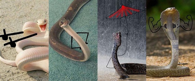 Fotogalerie: Hadi s pidlanýma ruikama jsou nejlepí vc na svt
