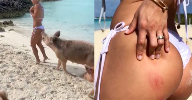 Kdy  na sexy Instagram modelku zaútoí rozkoné divoké prasátko