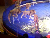 Lev napadl svého krotitele bhem vystoupení v cirkuse