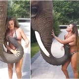 Tenhle slon dostal chu na zral melouny.