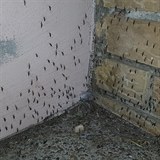 Chorvatsko terorizují komáři. Místní mluví o apokalypse a zmutovaném hmyzu.
