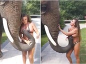 Tenhle slon dostal chuť na zralé melouny.