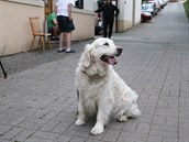 Stella si oslavu narozenin svého pánika nemohla nechat ujít.