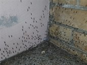 Chorvatsko terorizují komái. Místní mluví o apokalypse a zmutovaném hmyzu.