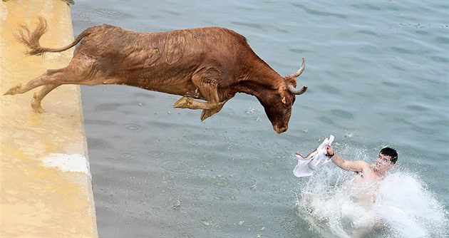 Býci jsou během festivalu lákáni ke skoku do moře.