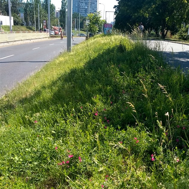 Aleji Luická na praských Vinohradech nemá vyhráno, i kdy Technická správa komunikací hl. m. Prahy zatím anoncuje, e kácet se nebude.