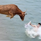Býci jsou během festivalu lákáni ke skoku do moře.