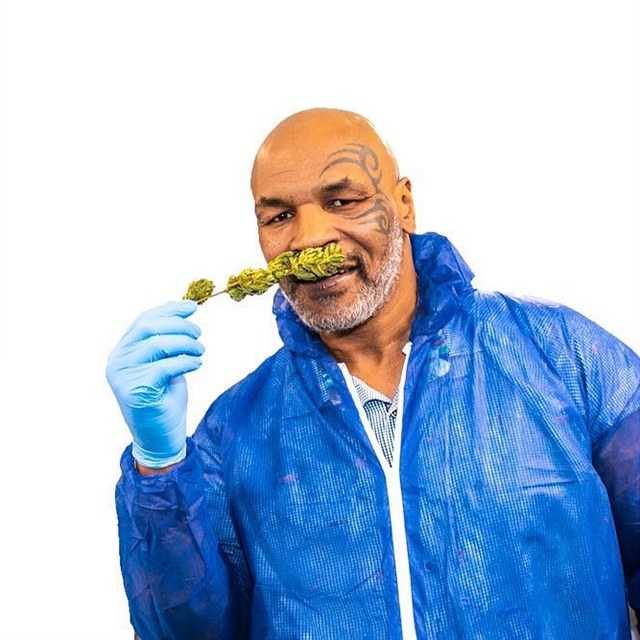 Z bvalho boxera Mikea Tysona je doslova marihuanov krl!