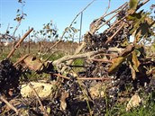 Vinná réva je sice na jihu Francie na leccos zvyklá, letoní horka jí vak...