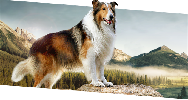Odvánou Lassie si zamilovali vichni
