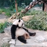 Tahle panda asi moc aktivity nepobrala.