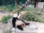 Tahle panda asi moc aktivity nepobrala.