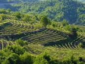 V Albánii jsou pro pstování vína ideální podmínky.