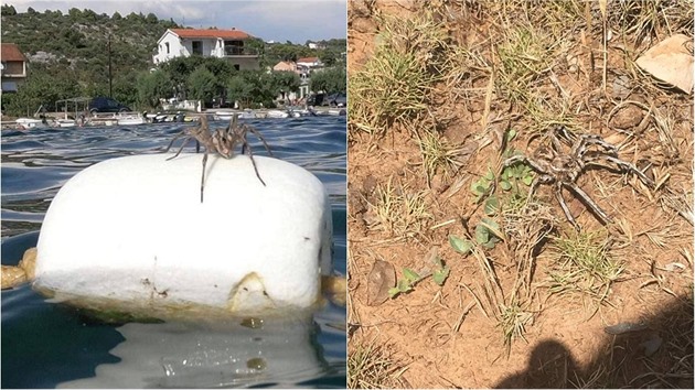 V Chorvatsku se objevuje ím dál více obích pavouk. Jeden z nich se objevil...