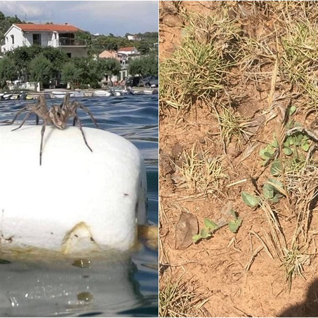 V Chorvatsku se objevuje m dl vce obch pavouk. Jeden z nich se objevil...