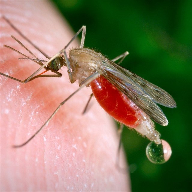 Západonilskou horečku přenášejí komáři. Inkubační doba je 14 dní.