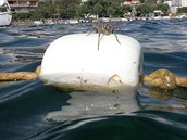 V Chorvatsku se objevuje ím dál více obích pavouk. Jeden z nich se objevil...