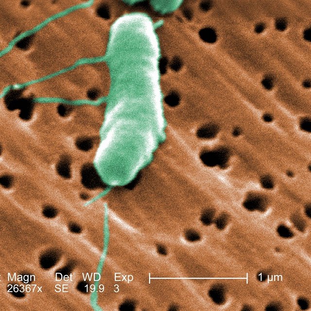 Nebezpen bakterie Vibrio Vulnificus se dky oteplovn ocen  i daleko...