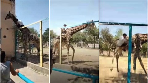 Muž si chtěl osedlat žirafu.