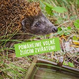 Zdeněk Hřib místo aby pomáhal Pražanům, tak se stará o ježky.