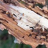 Kůrovec neboli lýkožrout smrkový decimuje české lesy.