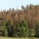 Kůrovcová kalamita v Česku dosahuje obřích rozměrů.