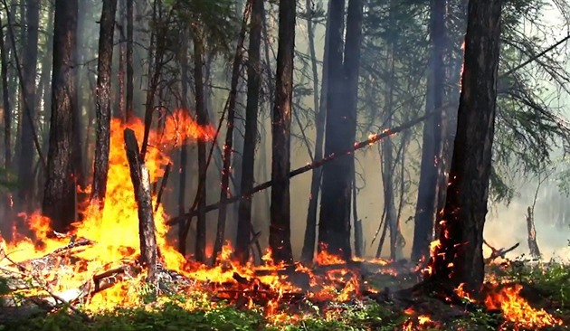 Lesy na Sibiři hoří ve velkém, aktuálně plocha v součtu velká jako Středočeský...