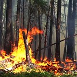 Lesy na Sibiři hoří ve velkém, aktuálně plocha v součtu velká jako Středočeský...